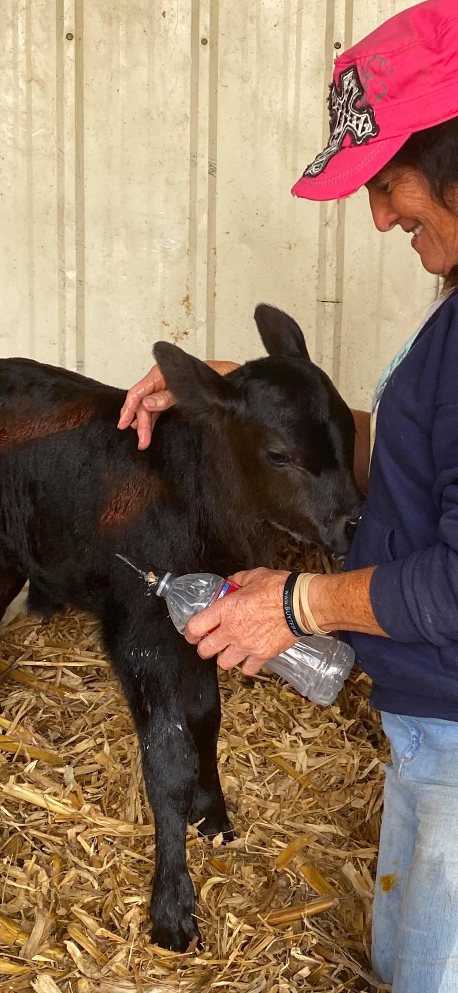 Donna with Roscoe a Bottle Calf at Flying A Wagyu Located in Northern Colorado